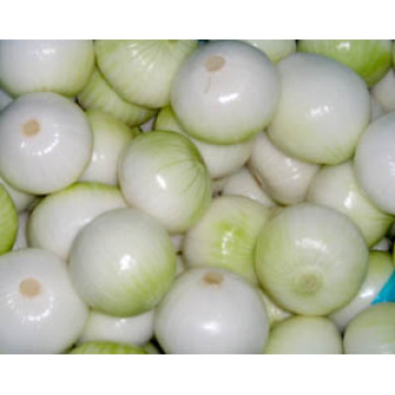 New Crhigh Quality Chinese Pure White Onion(5.0cm and up)